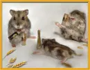 Hamsters.
