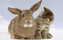 Bunny with kitty.
