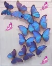 Batterfly