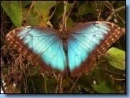 Batterfly