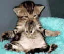 katze und maus