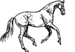 Lovely Canter