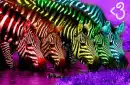 Rainbow Zebras