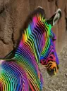 Rainbow Zebra