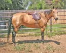 pony