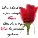 Red Rose
