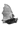 Flying Bat