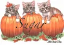 Sugar kittys