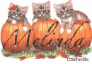 Melinda kittys
