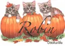 Robin kittys