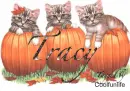 Tracy kittys