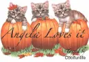 Angela loves it kittys