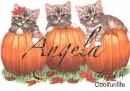 Angela kittys