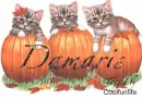 Damaris kittys