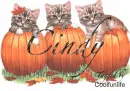 Cindy kittys