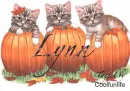 Lynn kittys
