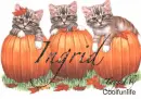 Ingrid kittys
