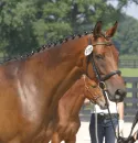 horses