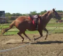 filly