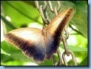 Batterfly