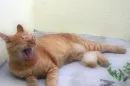 screaming cat