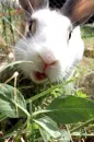bunny
