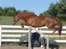 jump!