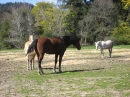 ponies