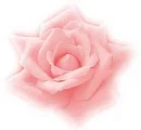PINK ROSE