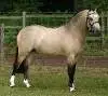 horse