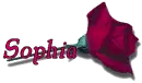 Red Rose - Sophia