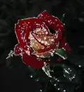 Rose.