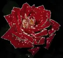 Rose.