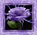 Rose.