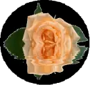 sinking rose