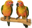 Parrots
