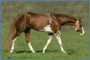Fancy stallion