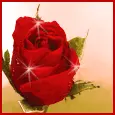 rose flower