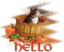 Cat-pumpkin