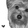 Yorkie Baby