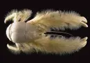 Fuzzy Crab