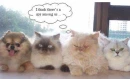 Imposter