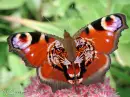 Tiger Butterfly
