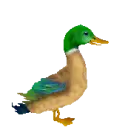 duck