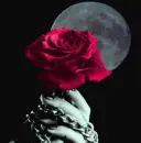 Dark Rose