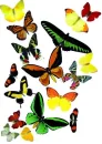 Butterflies