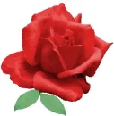 rosas