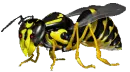 Yellow jacket