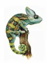 chameleon changing color