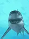 shark bite
